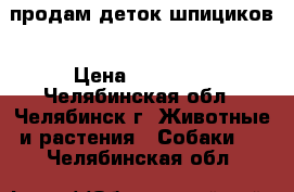 продам деток шпициков › Цена ­ 10 000 - Челябинская обл., Челябинск г. Животные и растения » Собаки   . Челябинская обл.